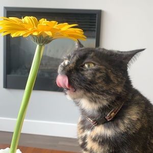 Meet your Posher, Morgan